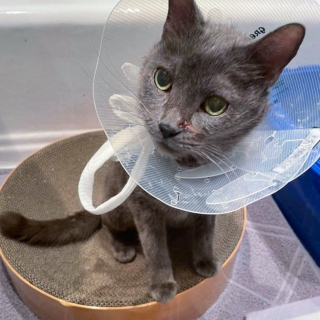 Illustration de l'article : Après avoir survécu aux hivers les plus rudes, cette chatte goûte à la chaleur d’un foyer pour ses 10 ans