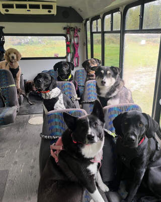 Illustration de l'article : Ces chiens ont un service de garde de choix, incluant le transport en bus privatisé 