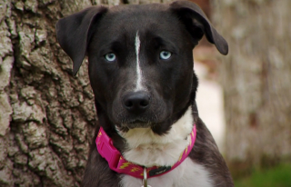 Illustration de l'article : Une jeune femme adopte un chien et apprend qu’il souffre de la même maladie cardiaque qu’elle