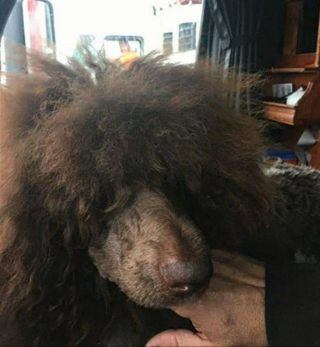 Illustration de l'article : Un chien est retrouvé à près de 30 heures de route de chez lui, un mois après avoir disparu