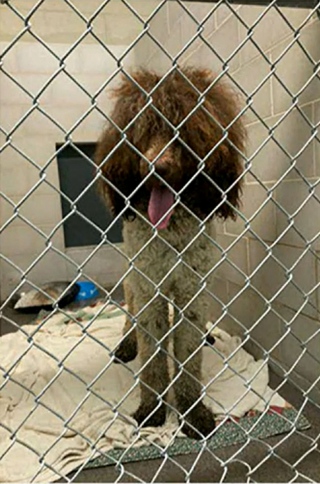 Illustration de l'article : Un chien est retrouvé à près de 30 heures de route de chez lui, un mois après avoir disparu