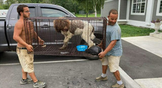 Illustration de l'article : Un chien est retrouvé à près de 30 heures de route de chez lui, un mois après avoir disparu