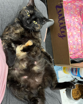 Illustration de l'article : Une chatte errante enceinte suit un f&eacute;lin domestique et s&rsquo;incruste dans sa maison