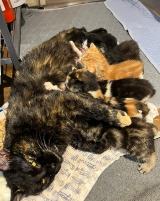 Illustration de l'article : Une chatte errante enceinte suit un f&eacute;lin domestique et s&rsquo;incruste dans sa maison