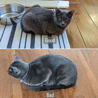 Illustration de l'article : Un chat au sourire atypique utilise sa popularité pour apprendre aux propriétaires de félins à détecter les maux de ventre de leurs animaux 