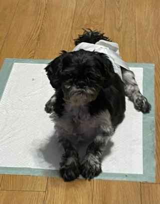 Illustration de l'article : Fermement décidée à sauver son chien, une femme refuse de le faire euthanasier et trouve une méthode alternative pour le soigner