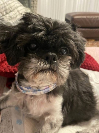 Illustration de l'article : Fermement décidée à sauver son chien, une femme refuse de le faire euthanasier et trouve une méthode alternative pour le soigner