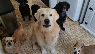 Illustration de l'article : Une chienne &acirc;g&eacute;e et sourde prend sa revanche sur la vie apr&egrave;s des ann&eacute;es de n&eacute;gligence