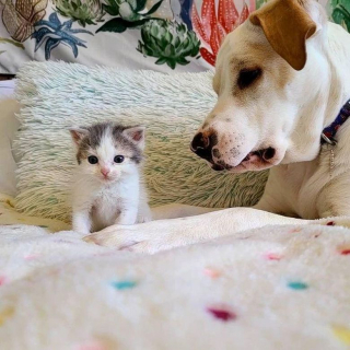 Illustration de l'article : Une chienne s’occupe d’un chaton rescapé comme si c’était son propre bébé