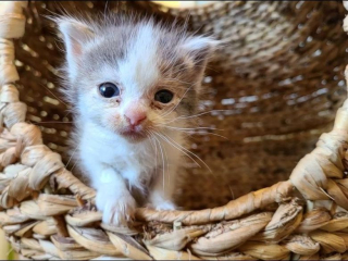 Illustration de l'article : Une chienne s’occupe d’un chaton rescapé comme si c’était son propre bébé