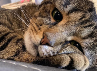 Illustration de l'article : Ce chat, retrouvé avec une plaie profonde au cou, a entamé son chemin vers la résilience