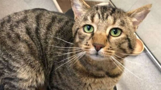 Illustration de l'article : Ce chat, retrouvé avec une plaie profonde au cou, a entamé son chemin vers la résilience