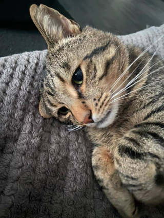 Illustration de l'article : Ce chat, retrouvé avec une plaie profonde au cou, a entamé son chemin vers la résilience