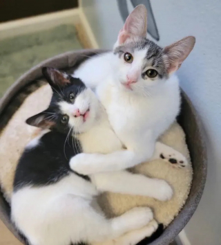 Illustration de l'article : 2 chatons ayant eu un début de vie difficile deviennent d'inséparables amis en famille d'accueil