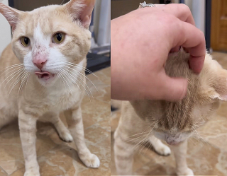 Illustration de l'article : Un chat errant découvre un panier de jouets pour la première fois et plonge dedans avec bonheur 