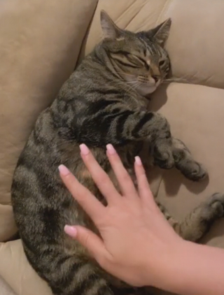 Illustration de l'article : Chaque soir, une chatte entrepose des v&ecirc;tements pour pr&eacute;parer l&rsquo;accouchement de sa ma&icirc;tresse (vid&eacute;o) 