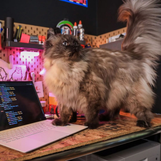 Illustration de l'article : Une femme crée une technologie capable de s’assurer que son chat va correctement à la selle, afin de déceler quand il avale du plastique 