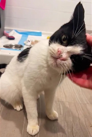 Illustration de l'article : Une chatte au nez déformé et destinée à replonger dans l'errance rencontre une bénévole qui change sa vie