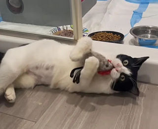 Illustration de l'article : Une chatte au nez déformé et destinée à replonger dans l'errance rencontre une bénévole qui change sa vie