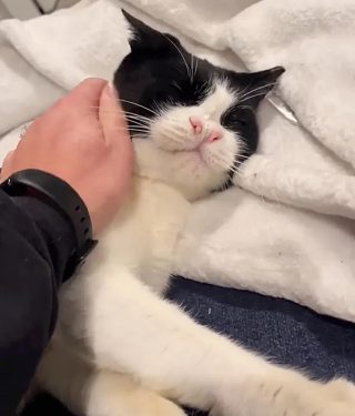 Illustration de l'article : Une chatte au nez déformé et destinée à replonger dans l'errance rencontre une bénévole qui change sa vie