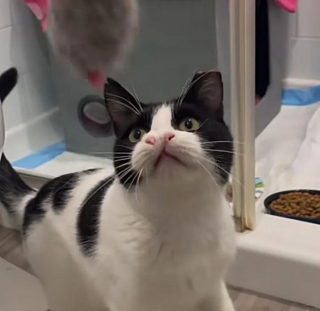 Illustration de l'article : Une chatte au nez déformé et destinée à replonger dans l'errance rencontre une bénévole qui change sa vie