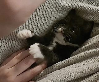 Illustration de l'article : Un chaton orphelin à la démarche chancelante surmonte toutes les difficultés avec l'aide d'une mère d'accueil dévouée