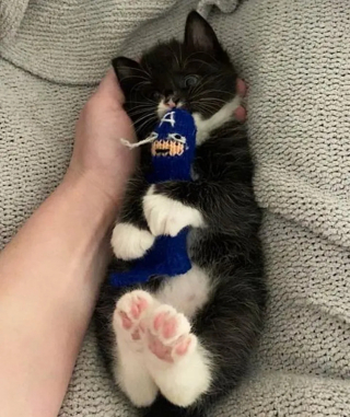 Illustration de l'article : Un chaton orphelin à la démarche chancelante surmonte toutes les difficultés avec l'aide d'une mère d'accueil dévouée