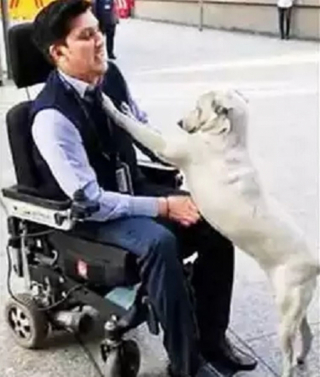 Illustration de l'article : Un chien errant prévient un homme en fauteuil roulant que leur meilleur ami commun a disparu