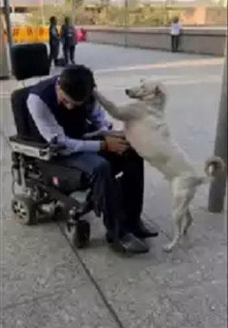 Illustration de l'article : Un chien errant prévient un homme en fauteuil roulant que leur meilleur ami commun a disparu