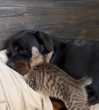 Illustration de l'article : Un lien incroyable unit un Rottweiler et « son » chaton, qui s’endorment toujours blottis l’un contre l’autre (vidéo)
