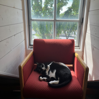 Illustration de l'article : Ce mus&eacute;e a alli&eacute; l&rsquo;utile &agrave; l&rsquo;agr&eacute;able en adoptant un chat dans le besoin, qui le d&eacute;barrasse des souris