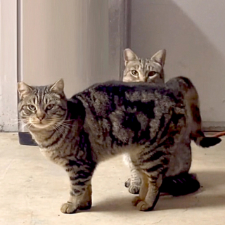 Illustration de l'article : Suite au décès de son père, une femme hérite de 2 chats sauvages et tente de créer un lien avec eux