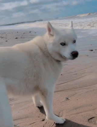 Illustration de l'article : La positivité de ce chien, atteint d’un trouble neurologique, est une source d’inspiration pour les internautes