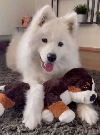 Illustration de l'article : Ce chiot dont personne ne voulait trouve enfin la stabilité après avoir changé 4 fois de famille (vidéo)