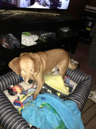 Illustration de l'article : Malgré les pronostics, ce chien au lourd passé touche en plein cœur une famille qui décide de l’adopter