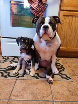 Illustration de l'article : Ce chien adopt&eacute; aide maintenant les autres canid&eacute;s &agrave; s&rsquo;adapter &agrave; leur nouvelle maison