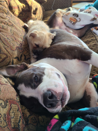 Illustration de l'article : Ce chien adopt&eacute; aide maintenant les autres canid&eacute;s &agrave; s&rsquo;adapter &agrave; leur nouvelle maison