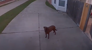 Illustration de l'article : Pris en flagrant d&eacute;lit de fugue, ce chien fait demi-tour gr&acirc;ce aux haut-parleurs de la maison (vid&eacute;o)