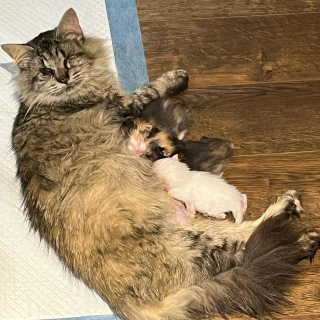 Illustration de l'article : L&rsquo;instinct d&rsquo;une m&egrave;re chatte aveugle la m&egrave;ne devant la bonne maison