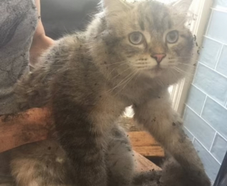 Illustration de l'article : En s’installant sur le clavier de l’ordinateur de son maître, ce chat passe une commande inattendue