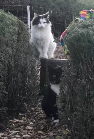 Illustration de l'article : Le rêve de ce chat s’est réalisé lorsqu’il a intégré un foyer composé de deux jeunes chatons