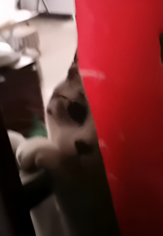 Illustration de l'article : Enfermée dehors, elle demande à son chat de l’aider et reste bouche bée face à sa réaction (vidéo)