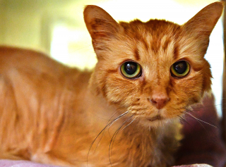 Illustration de l'article : Un passant découvre un chat prisonnier d'une fourrure d’environ 1,5 kg