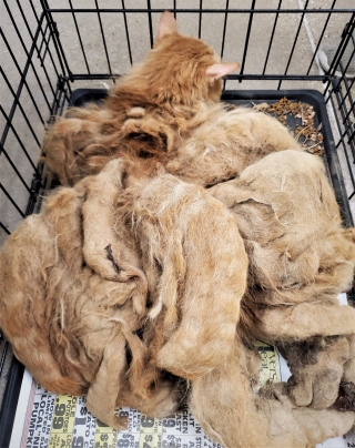 Illustration de l'article : Un passant découvre un chat prisonnier d'une fourrure d’environ 1,5 kg