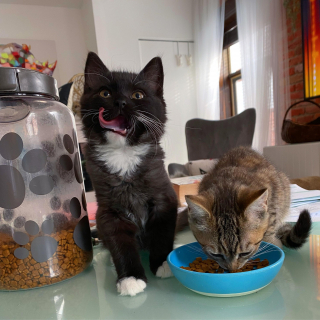 Illustration de l'article : Le combat de 2 chatons rescap&eacute;s d&eacute;couverts en piteux &eacute;tat au milieu de nulle part