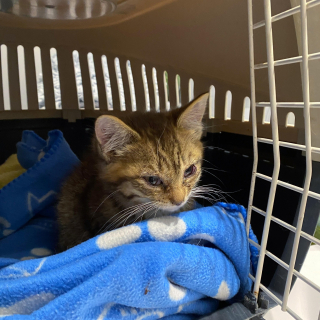 Illustration de l'article : Le combat de 2 chatons rescapés découverts en piteux état au milieu de nulle part