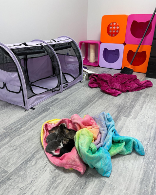 Illustration de l'article : Une chatte offre sa confiance &agrave; son bienfaiteur de la plus belle des fa&ccedil;ons