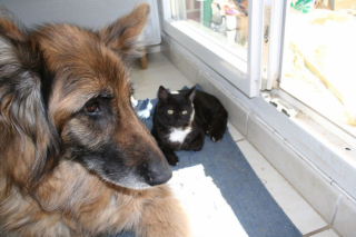 Illustration de l'article : 2 chatons li&eacute;s par un destin tragique trouvent la paix aupr&egrave;s d&rsquo;une femme d&eacute;vou&eacute;e 