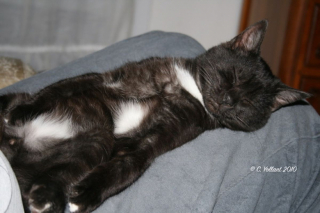 Illustration de l'article : 2 chatons li&eacute;s par un destin tragique trouvent la paix aupr&egrave;s d&rsquo;une femme d&eacute;vou&eacute;e 