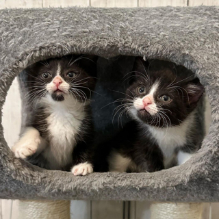 Illustration de l'article : Considéré comme « trop affectueux », ce chat est de retour au refuge et espère trouver rapidement sa nouvelle famille